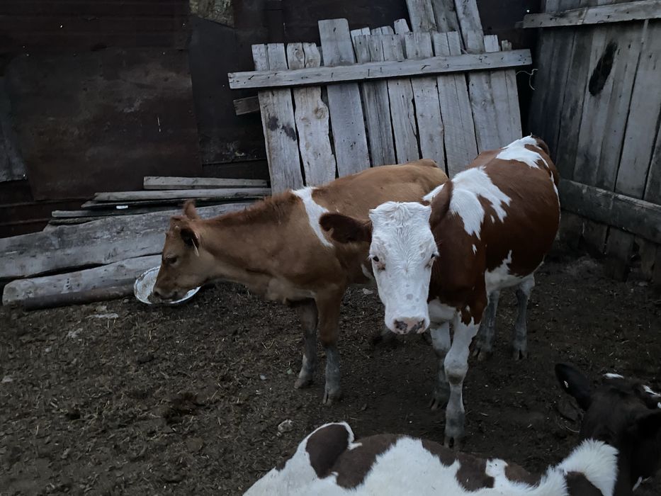 Бузау! Продам телят! Молочная порада!