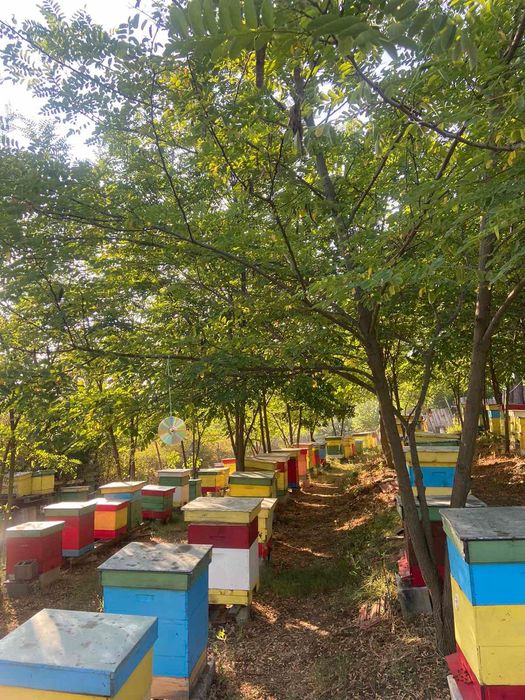 Горски Пчелен Прашец от резерват с. Сребърна