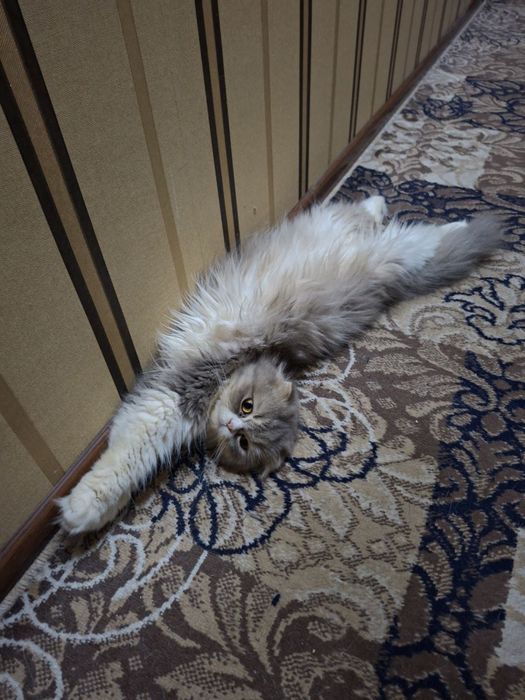 Mushu sotiladi skotish fild xeyland