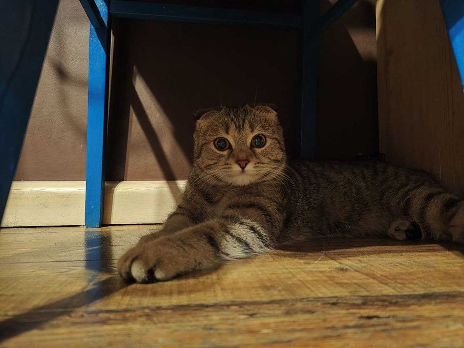 Шотландский скоттиш фолд отдам