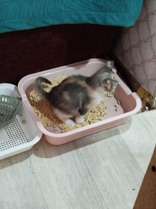 Котенка Отдам даром