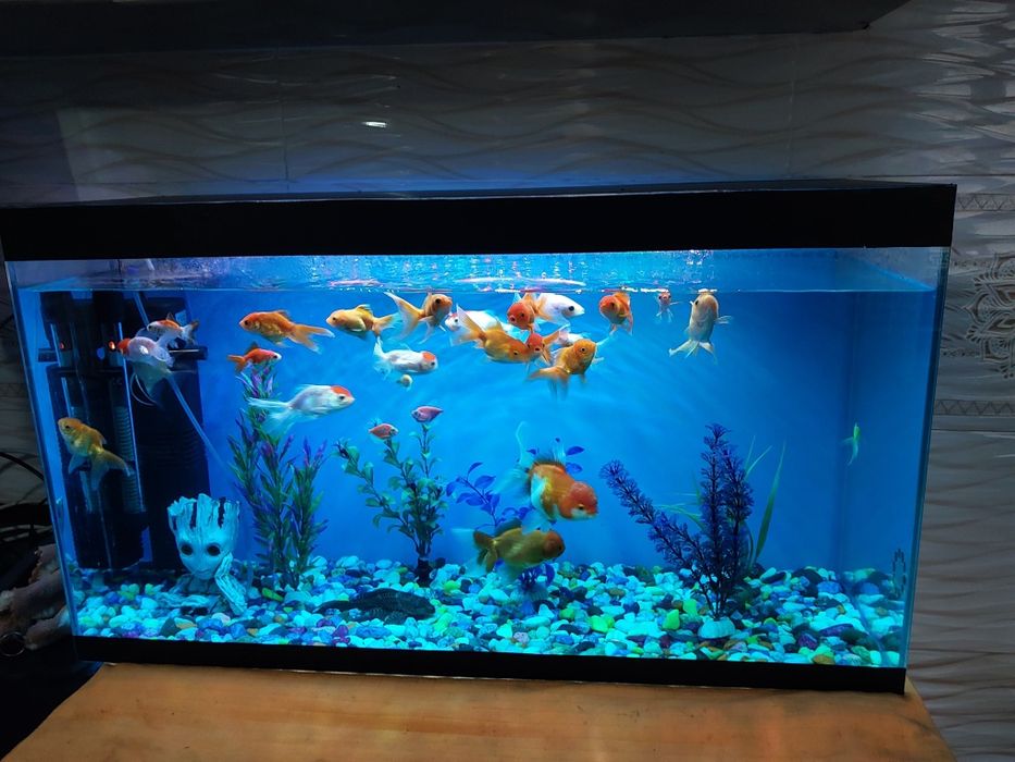 Akvarium ichidagi xamma narsa qoʻshib beriladi baliqlar xam