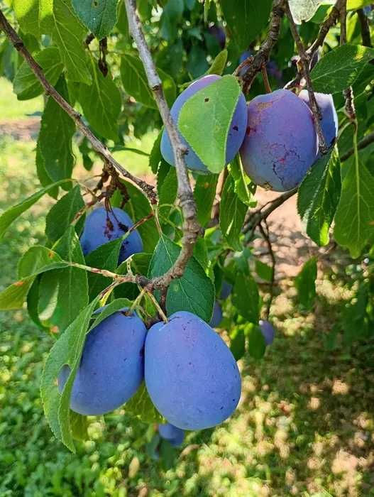 Vand Prune de Tuica si Palinca