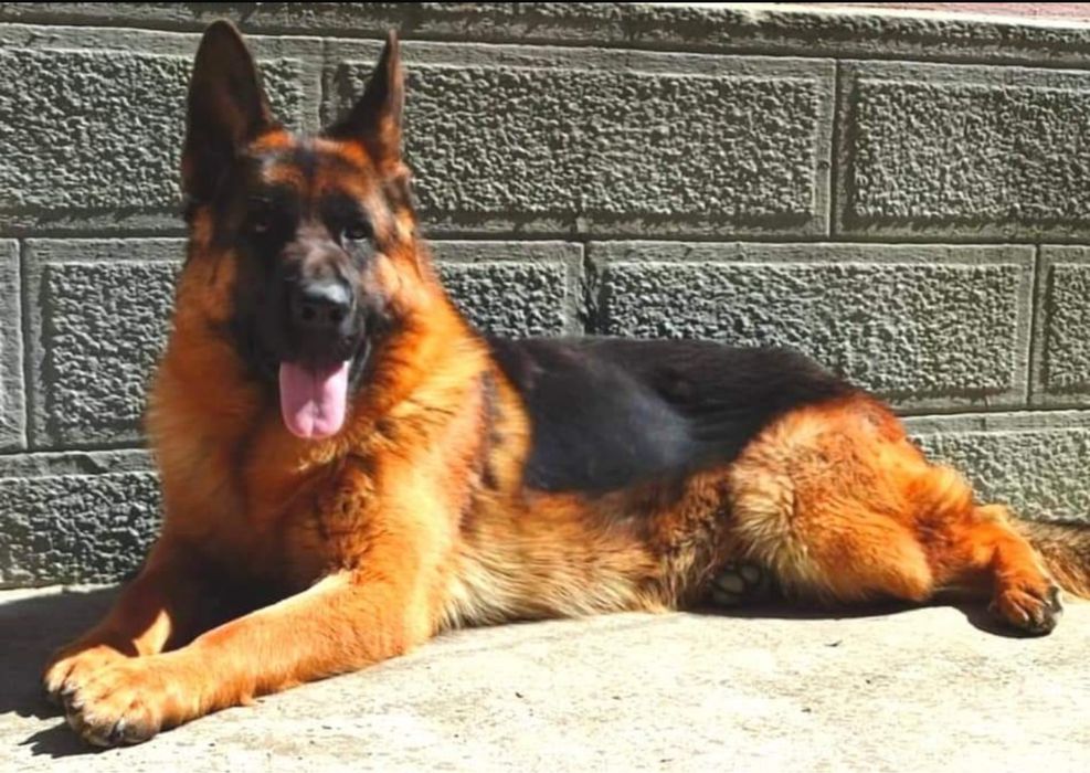 Femeluta ciobanesc german