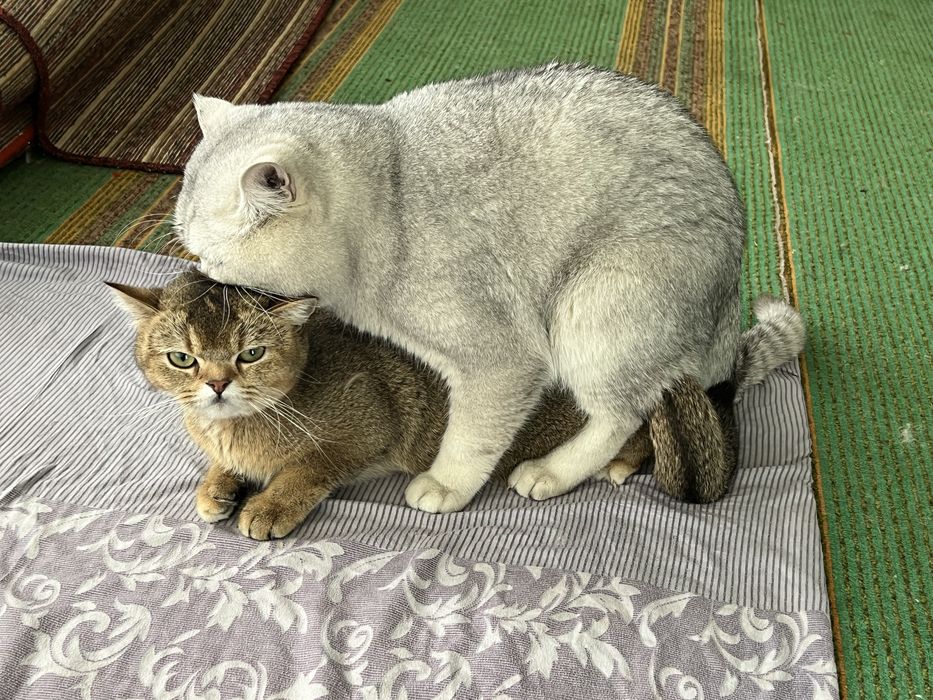 Вязка !  Киз мушулани таклиф киламиза !