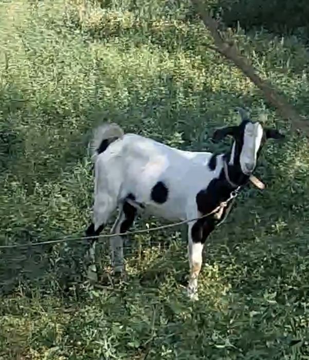 Lot 3 capre alpine francezeze