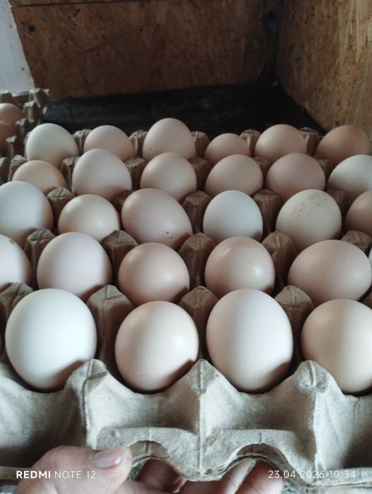 Яйцо для инкубатора