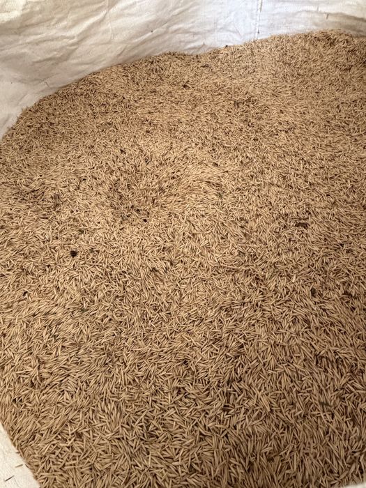 Vând ovăz de primăvară, porumb și grâu.