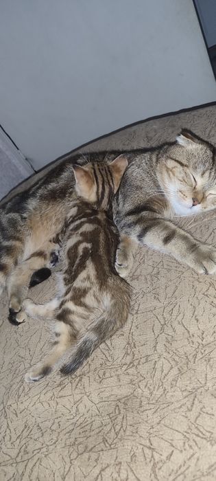 Продам котенка шотландская