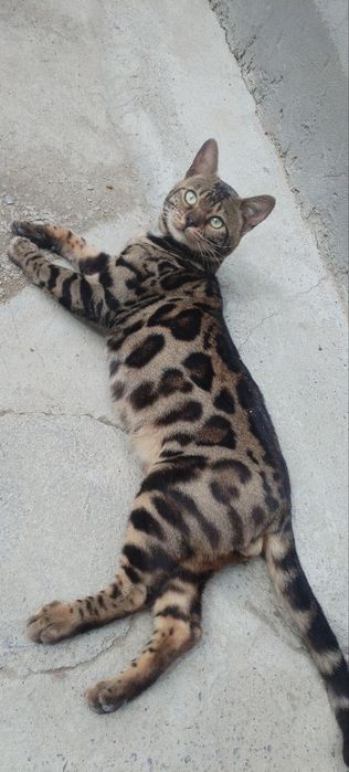 Toza Bengal Mushuk vyazkaga aktiv