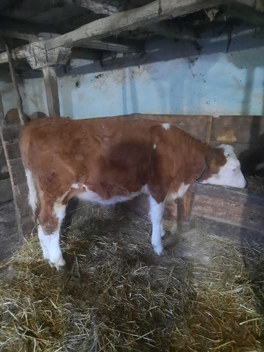 Vând junincă bălțată românească