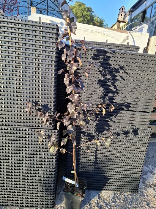 Червенолистна бреза в саксия