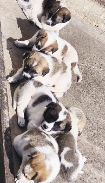 Отдам щенят в добрые руки