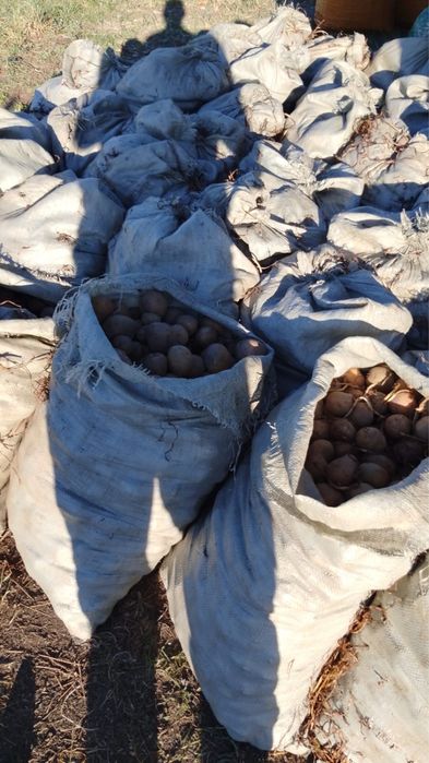 Семенная картошка