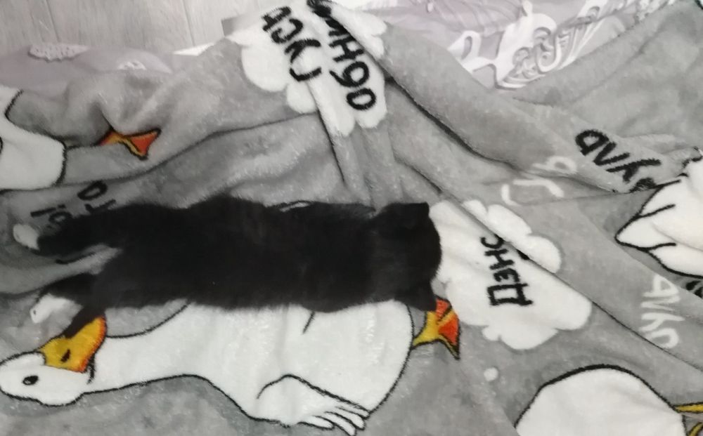 Отдам котёнка в  добрые   руки