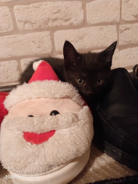 Чисто черный котенок мальчик