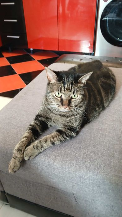 Подарявам коте на име Красен