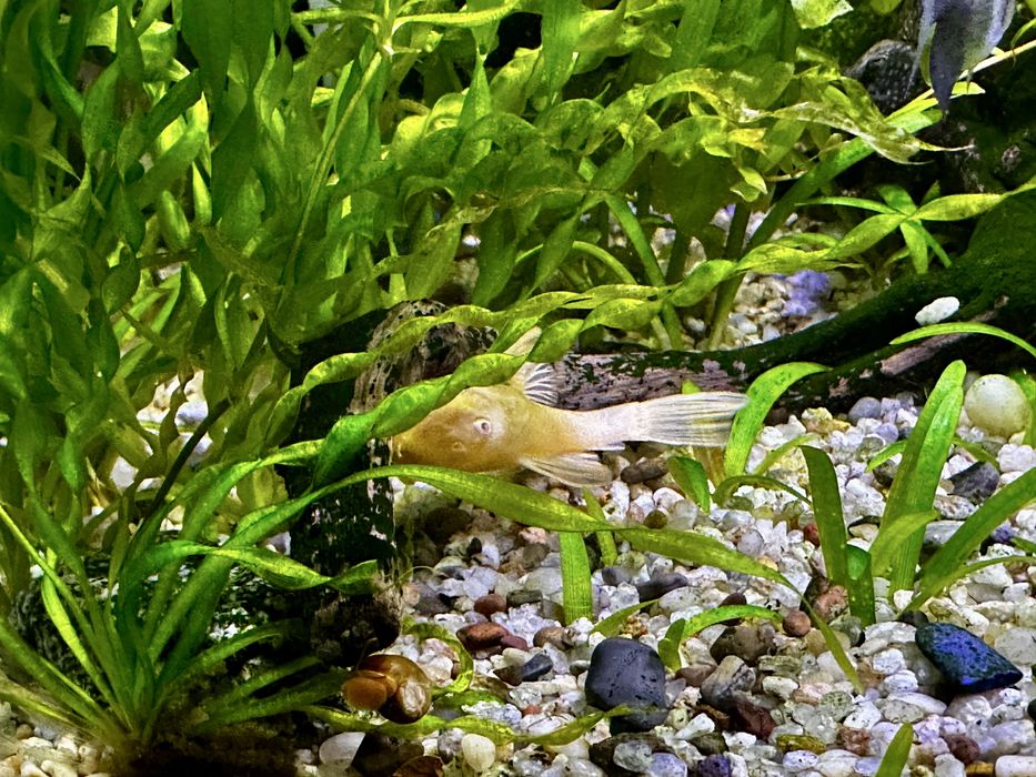 Анцитрусы светлые и темные