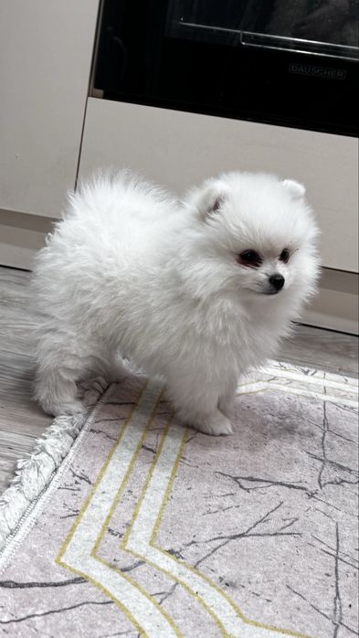 Щенок шпиц девочка