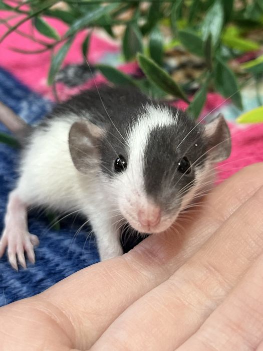 Крысята дамбо ручные кудряшки и сфинксы( крысы,крыса,крыски)