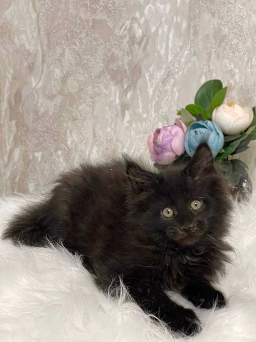 Продается Мальчик мейнкун