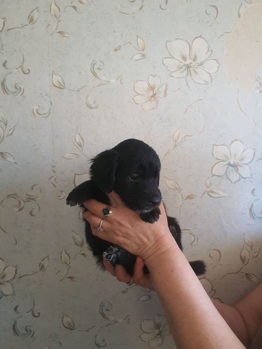 Домашние собачки