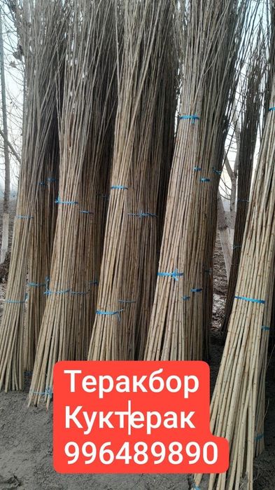 Декаратифни кочатлар бор