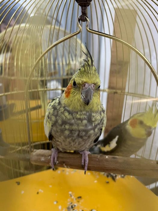 Продам готовую пару попугаев корелл