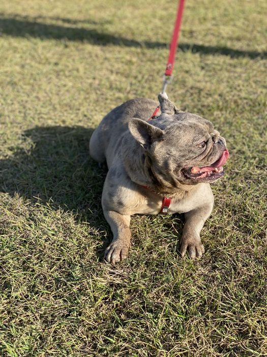 Френски булдог / френски булдочета /