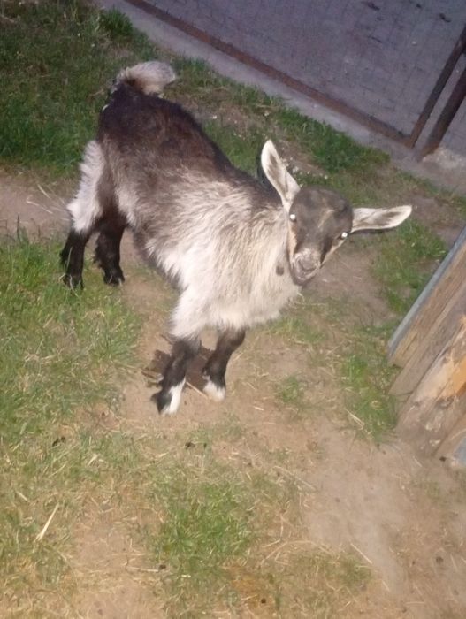 Țap de 2 luni jumate de vânzare