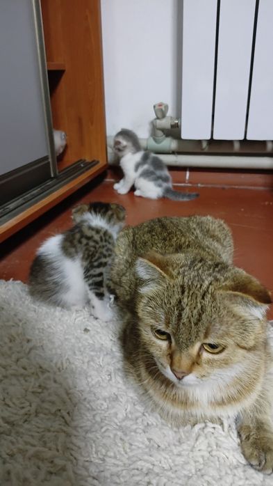 Отдам даром котят