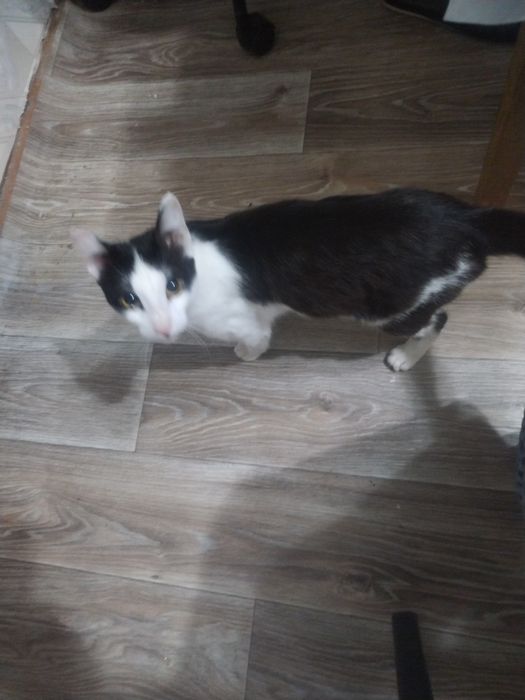 Отдам даром кота