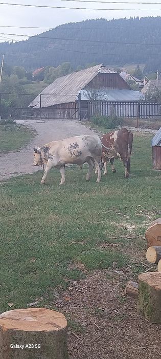 Vând vițel belgian 10 luni preț 70 milioane  detalii la 0722423450