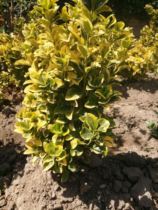 Брисклит 80000 сум