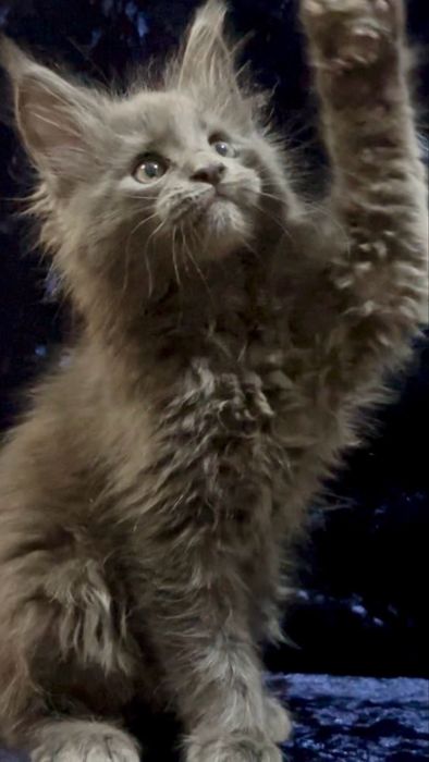 Мейн-Кун котенок малчьик