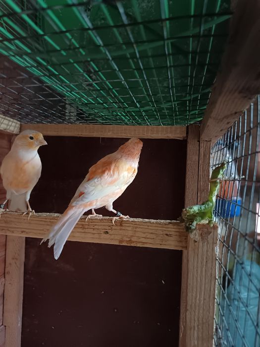 Vând Canari femele