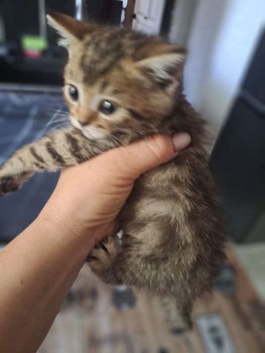 Симпатичные котята 2 месяца.