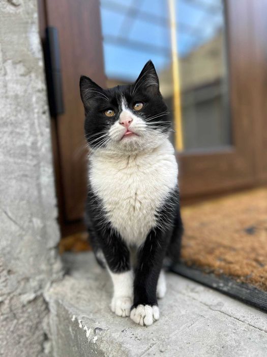 Отдам котенка в хорошие руки бесплатно