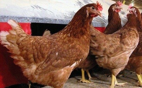 Продам кур несушек