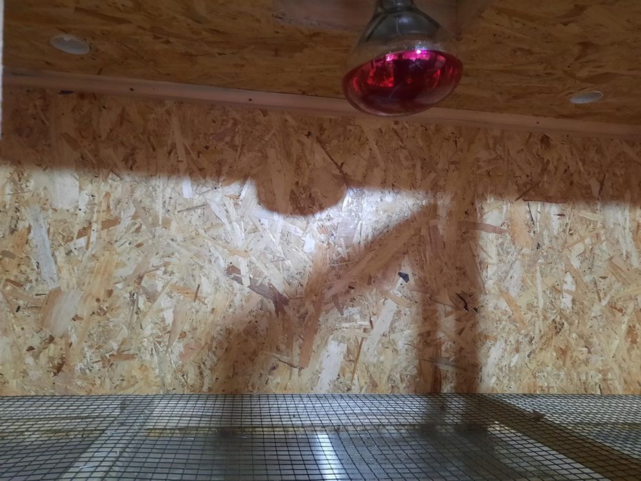 Vand maternitate pt 100 de pui