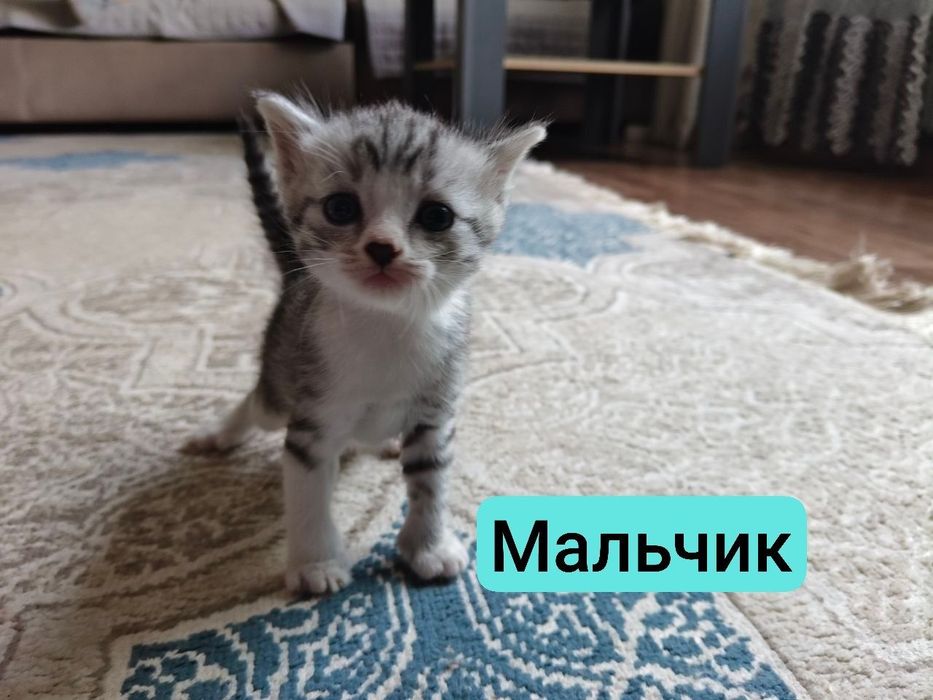 Котята метисы в добрые руки
