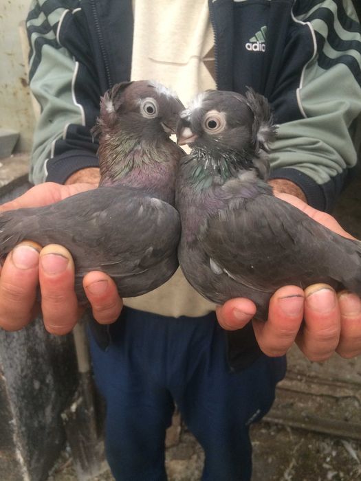 голуби двухчубые