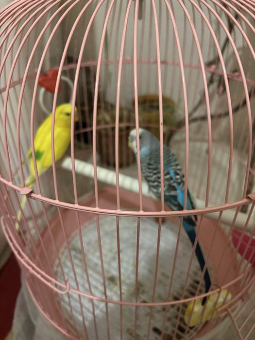Продам 2 попугая