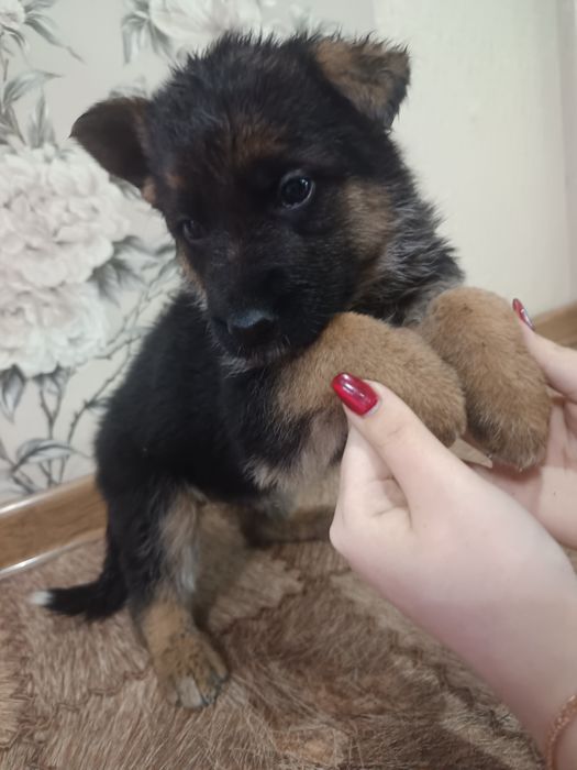 Продам щенков Немецкой овчарки