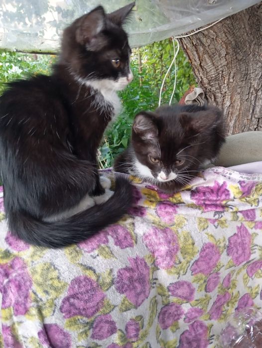 Отдам котят в добрые руки.