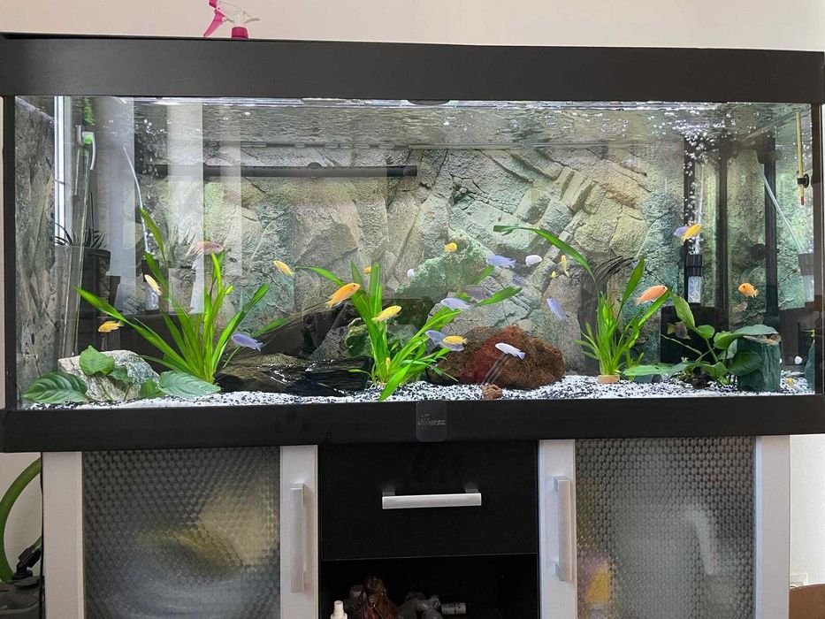 Acvariu 250 litri + echipamente + ciclide lifalili – gata de utilizare