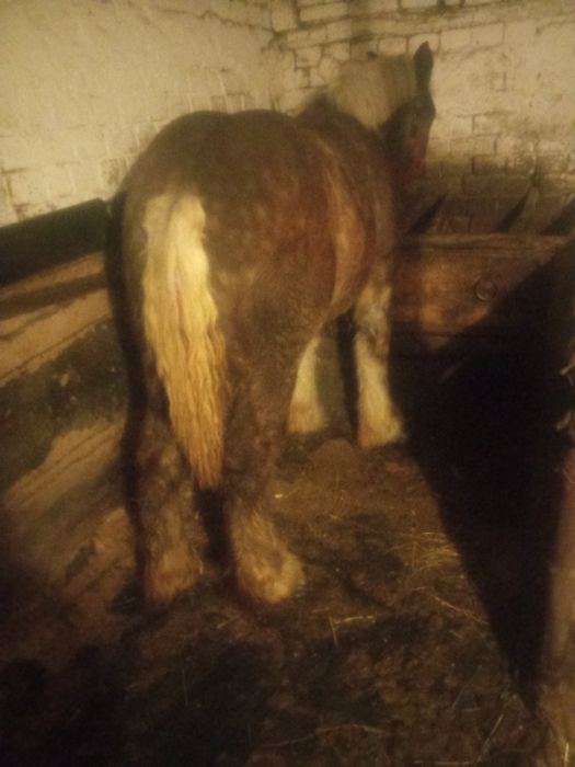 Vând doi mânji din cai grei