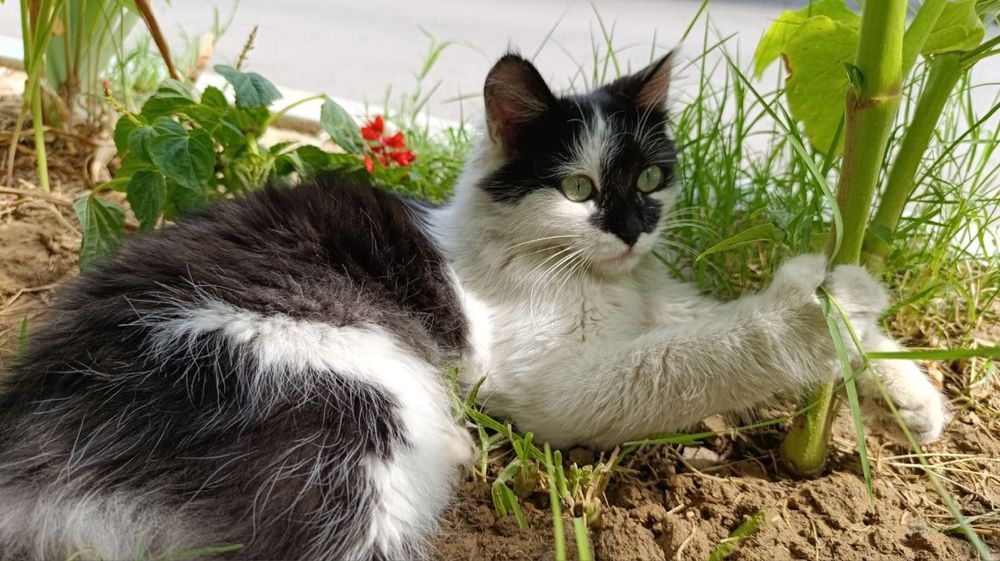 Котенок в добрые руки