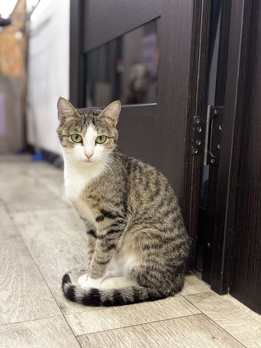 Кошка приносящая счастье