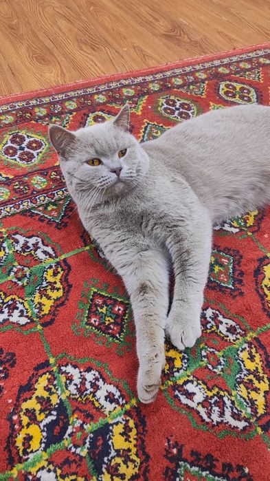 Британский кот вязка